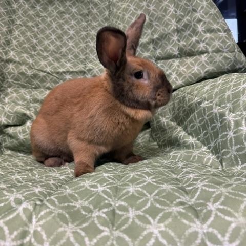 Enlarge Huey, a Adopted American in Westerville, OH image 4/5