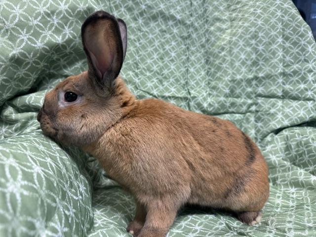 Enlarge Huey, a Adopted American in Westerville, OH image 2/5