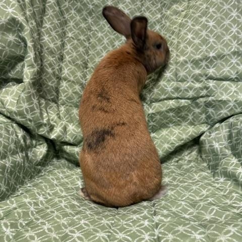 Enlarge Huey, a Adopted American in Westerville, OH image 5/5