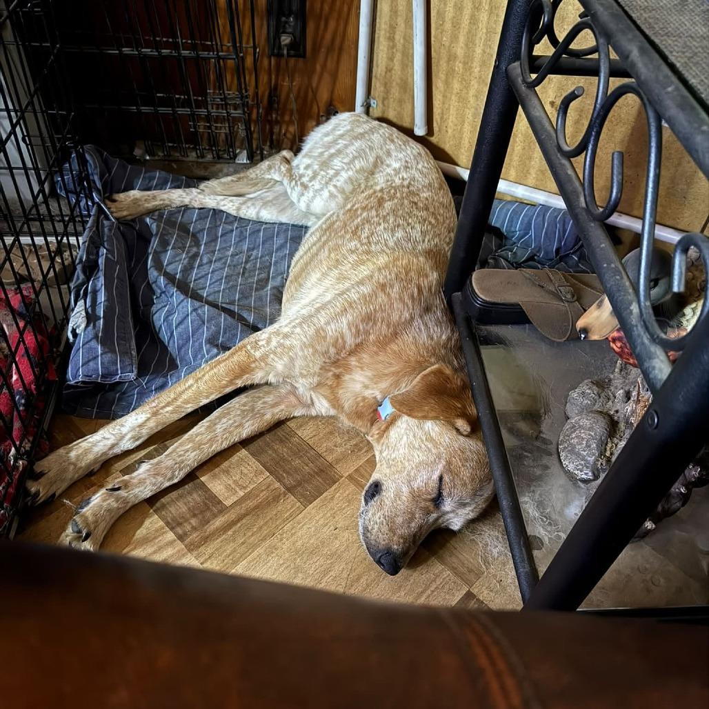 Enlarge Will The Wise 22324, a Adoptable mixed breed in Minneapolis, MN image 1/3