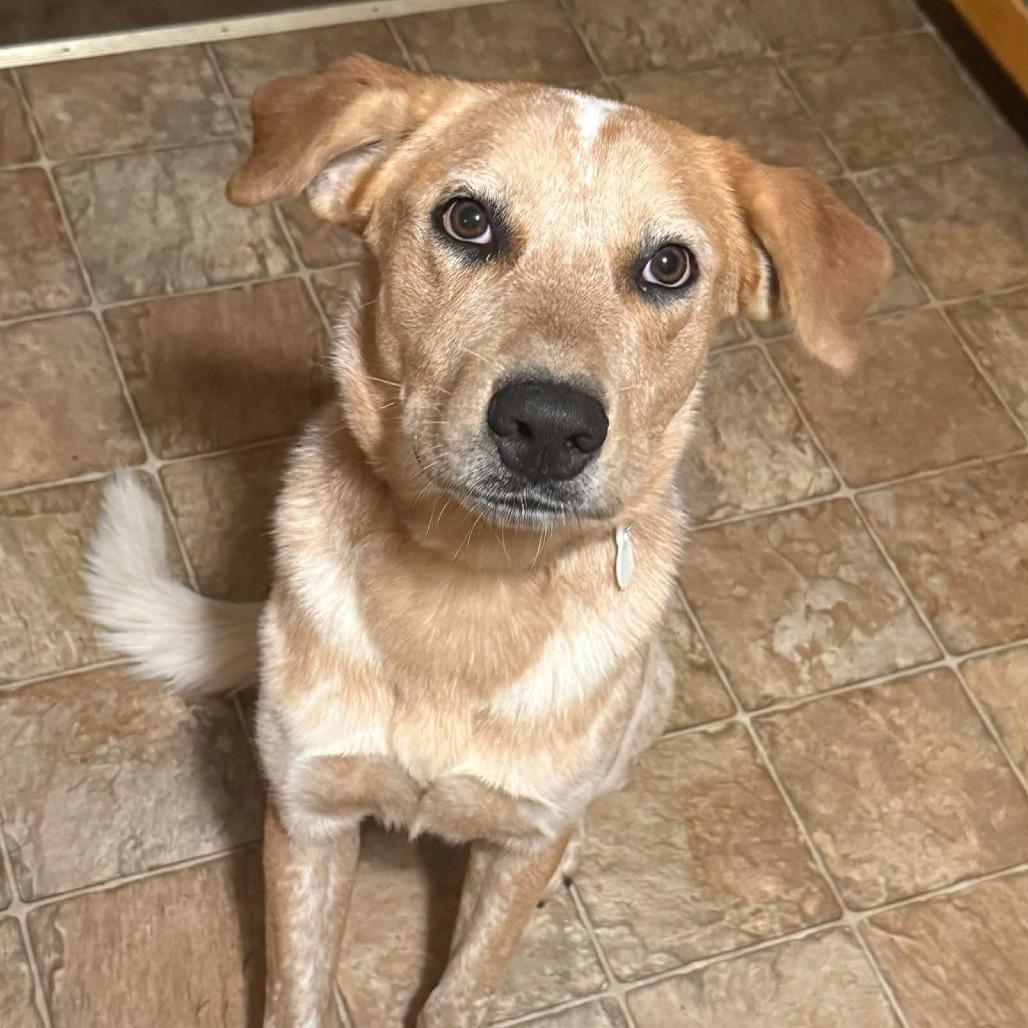 Enlarge Will The Wise 22324, a Adoptable mixed breed in Minneapolis, MN image 2/3