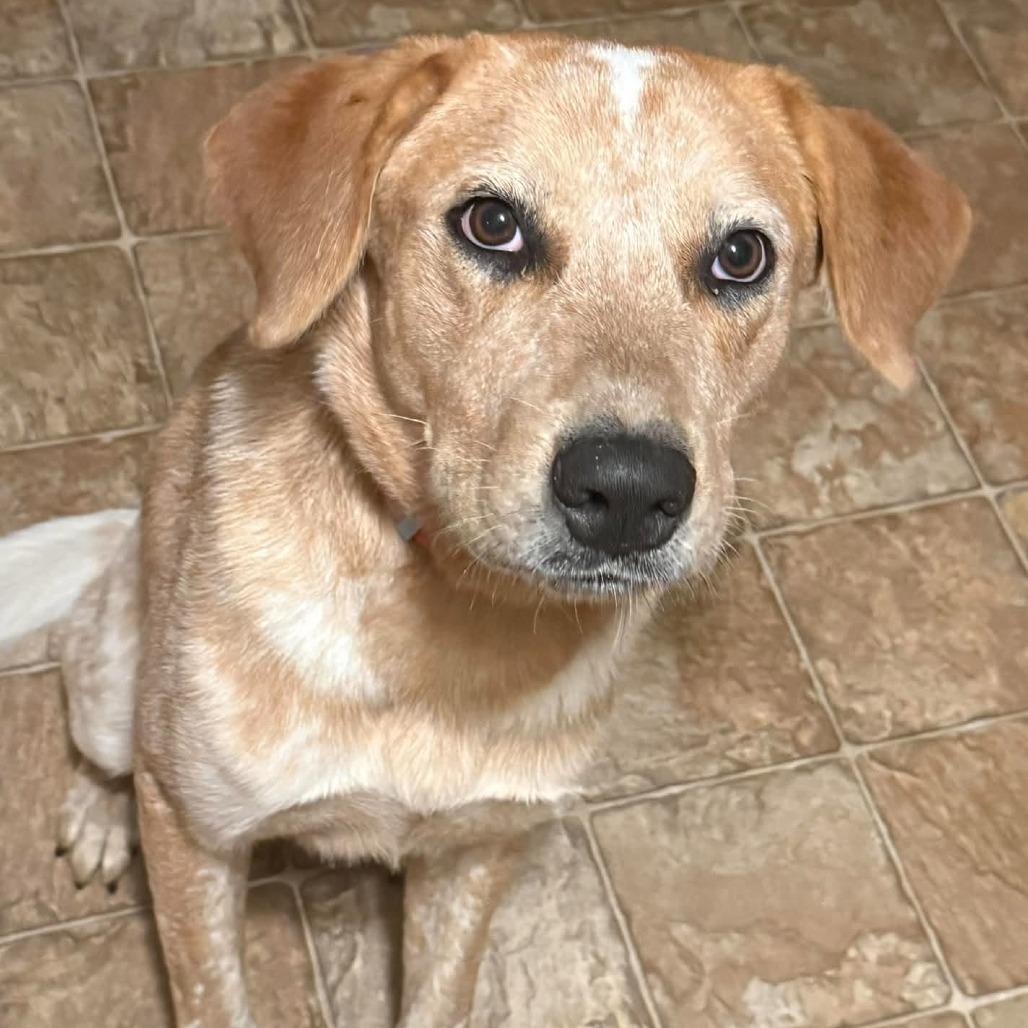 Enlarge Will The Wise 22324, a Adoptable mixed breed in Minneapolis, MN image 3/3