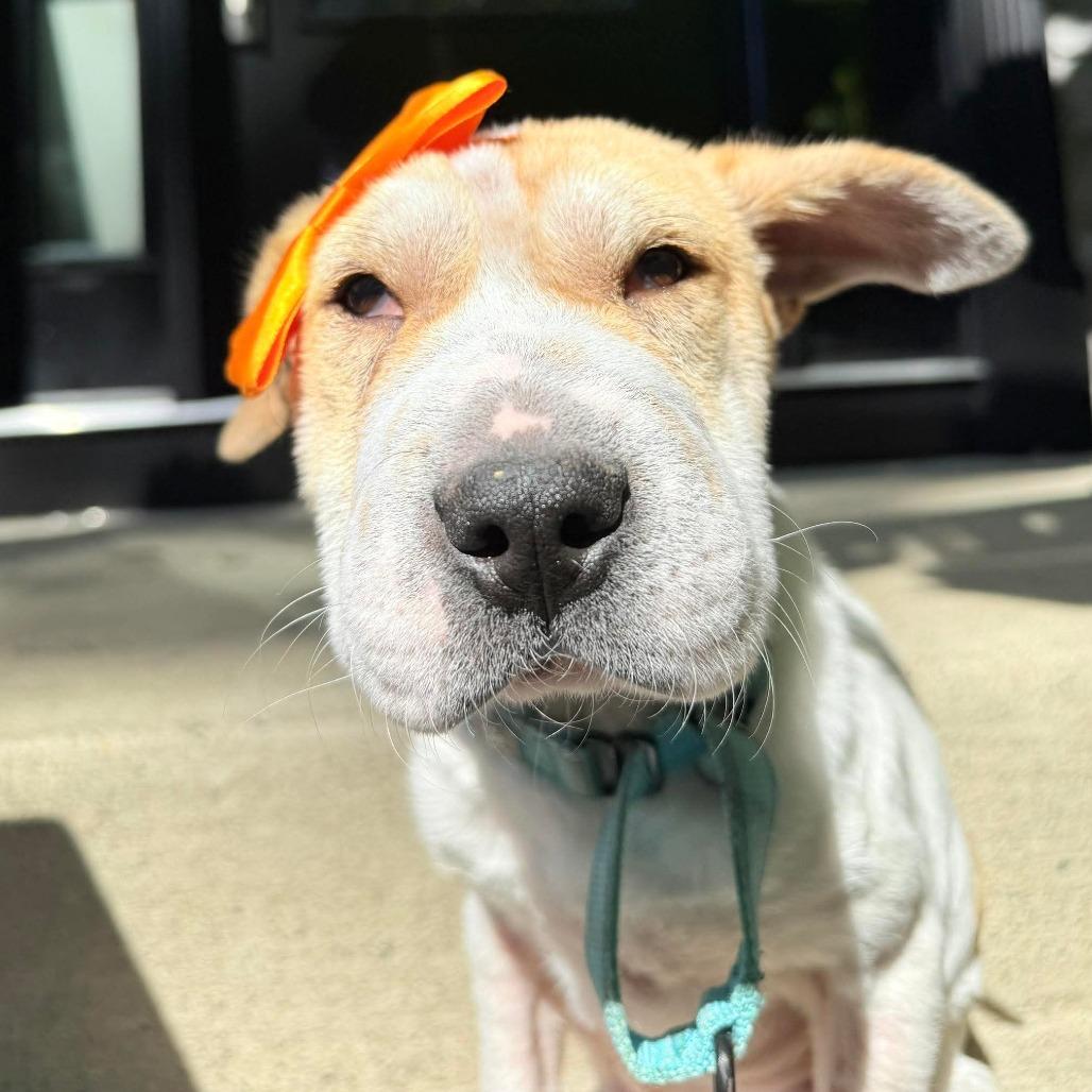 Diamond in the Rough, Adoptable, Young Female Mixed Breed.