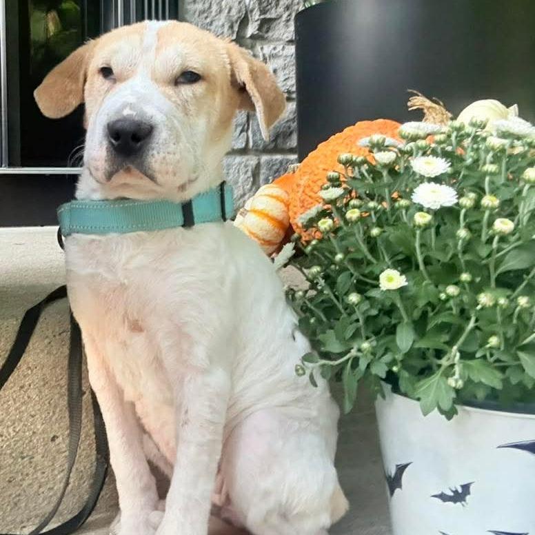 Enlarge Diamond in the Rough, a Adoptable Mixed Breed in Fredericksburg, VA image 2/6