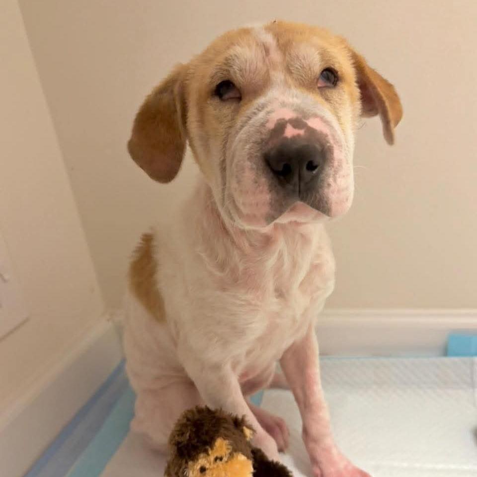 Enlarge Diamond in the Rough, a Adoptable Mixed Breed in Fredericksburg, VA image 4/6