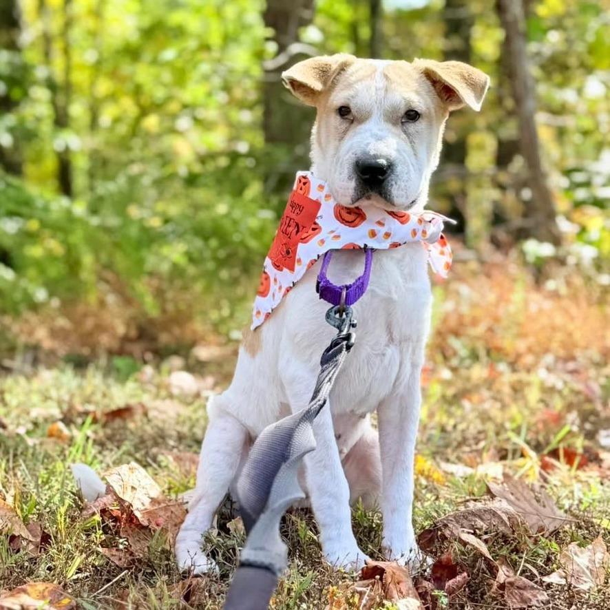 Enlarge Diamond in the Rough, a Adoptable Mixed Breed in Fredericksburg, VA image 5/6