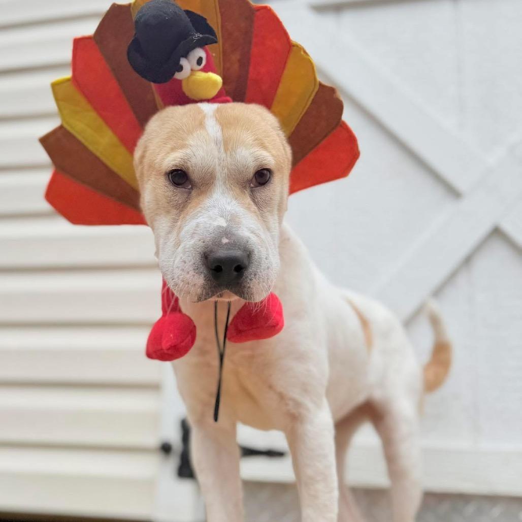 Enlarge Diamond in the Rough, a Adoptable Mixed Breed in Fredericksburg, VA image 6/6