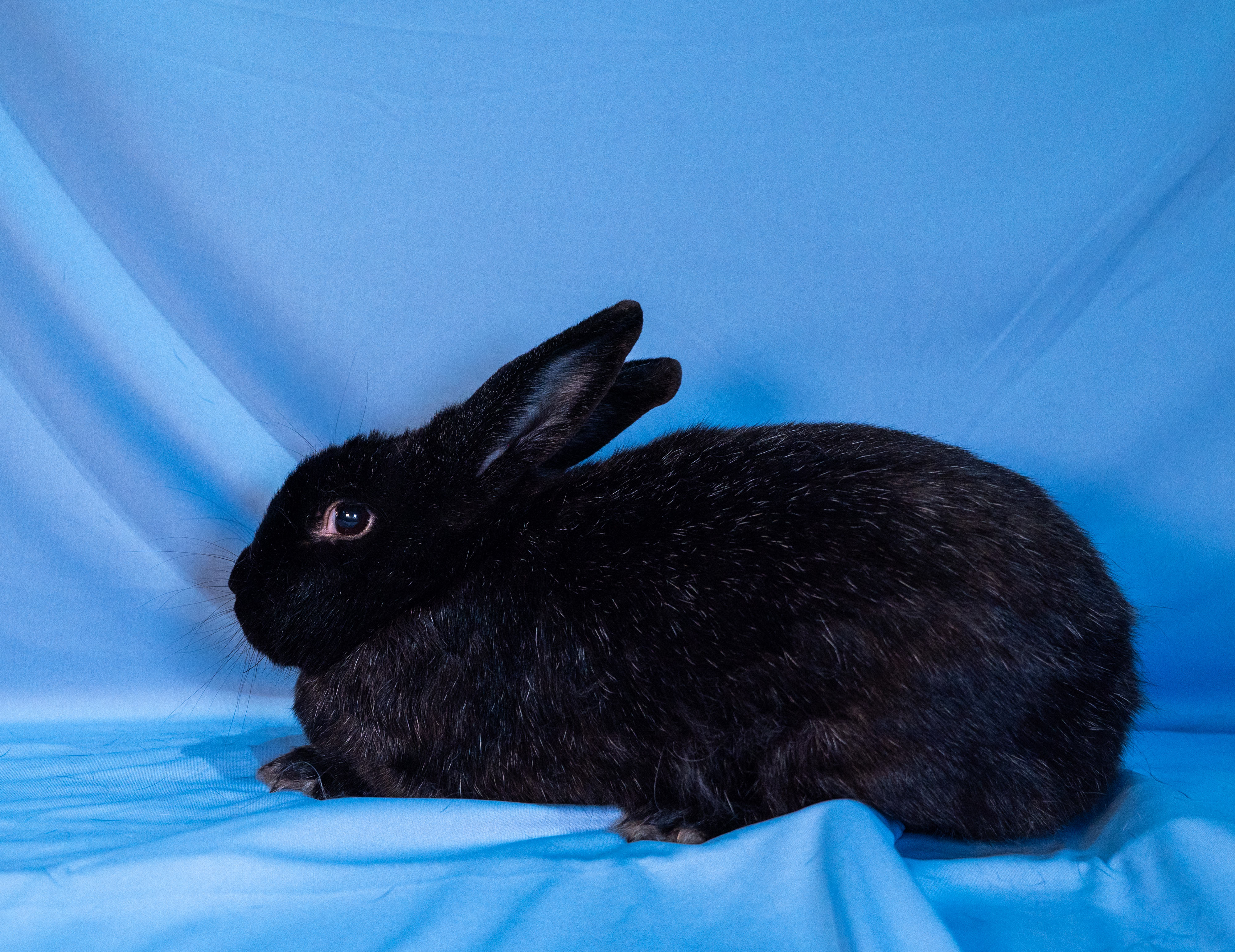 Enlarge Fluffers, a Adoptable Bunny Rabbit in Gig Harbor, WA image 1/3