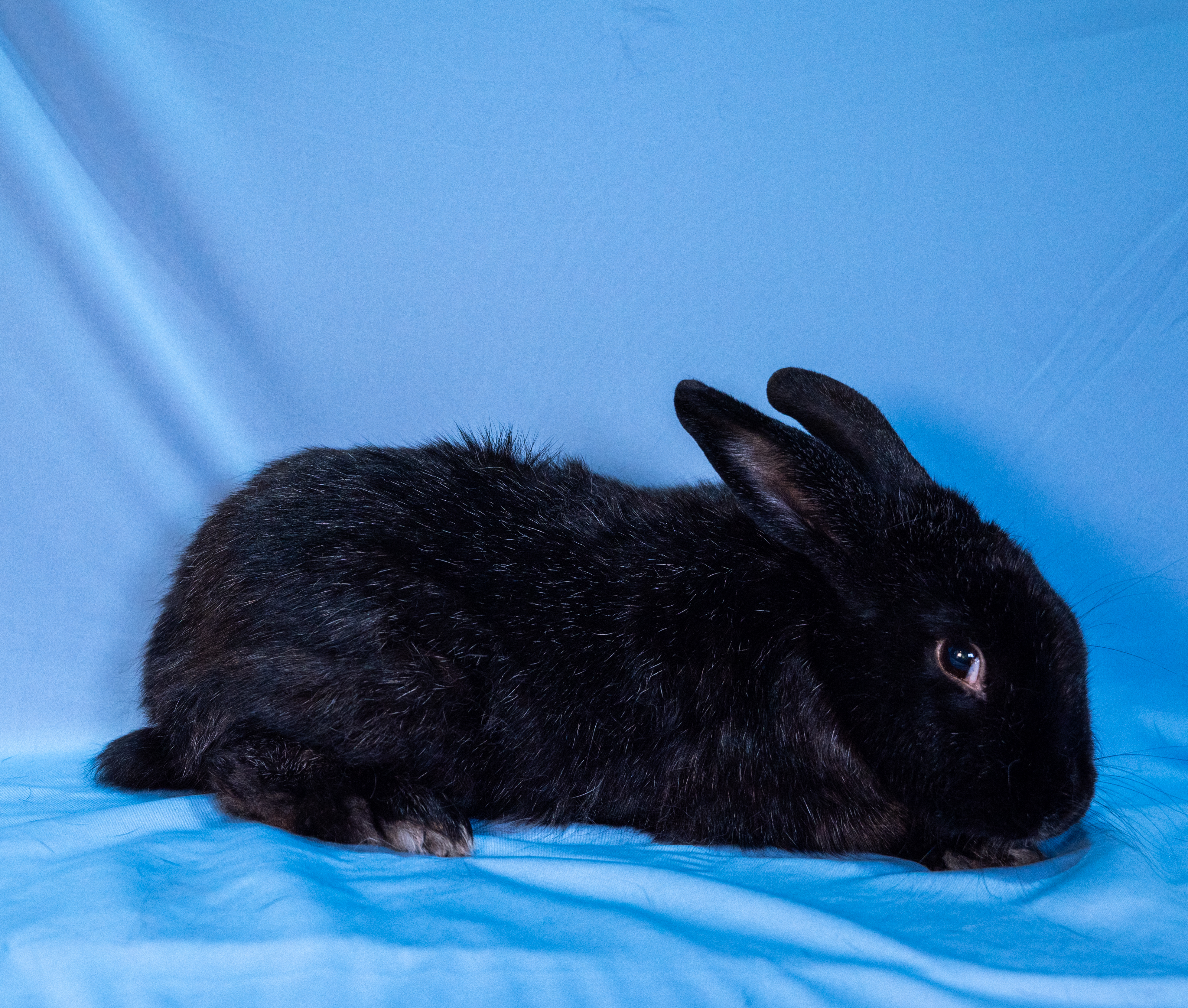 Enlarge Fluffers, a Adoptable Bunny Rabbit in Gig Harbor, WA image 2/3