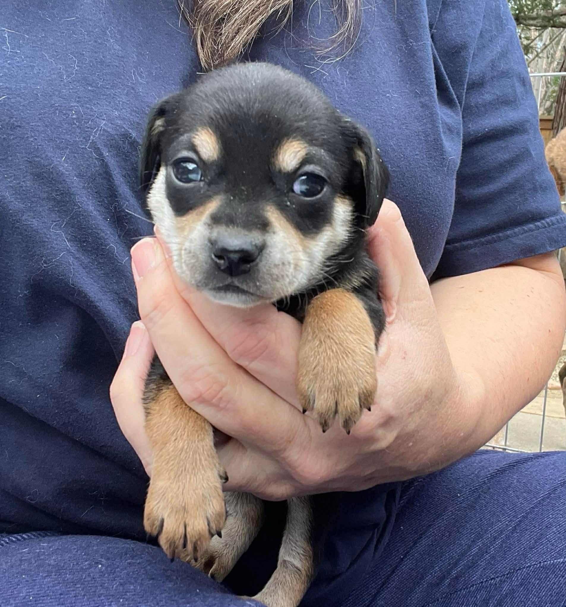 Enlarge Louise, an adopted mixed breed in Lincoln, CA image 1/1