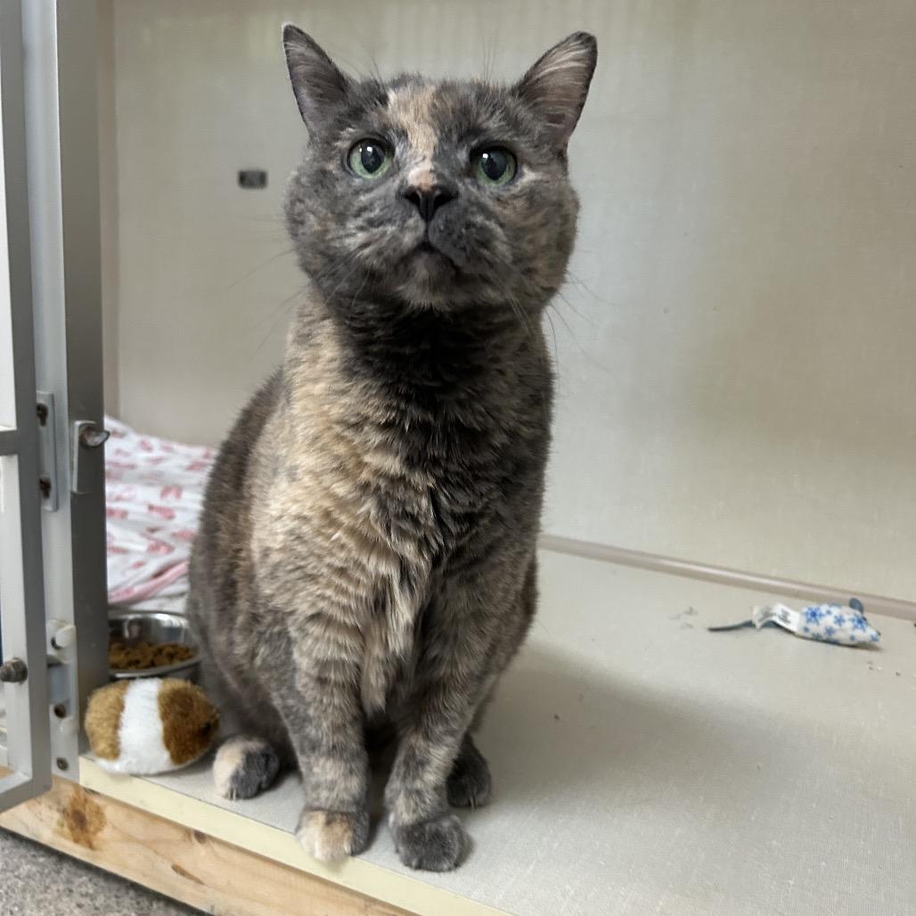 Ally, a Adoptable Domestic Short Hair in Conway, NH image 1/3