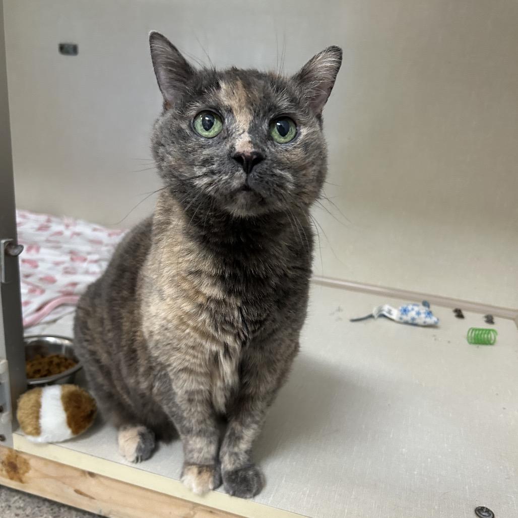 Ally, a Adoptable Domestic Short Hair in Conway, NH image 2/3