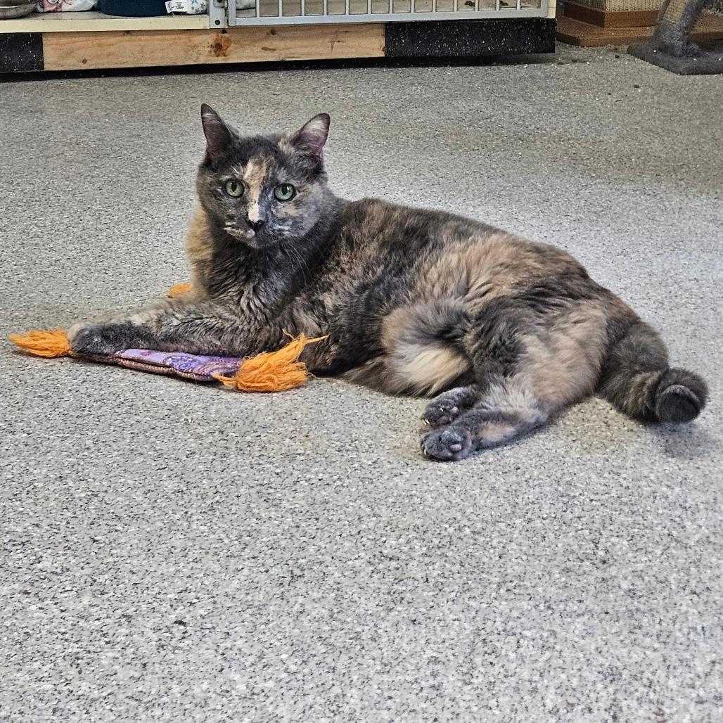 Ally-Adoption Fee Sponsored!, a Adoptable Domestic Short Hair in Conway, NH image 4/5