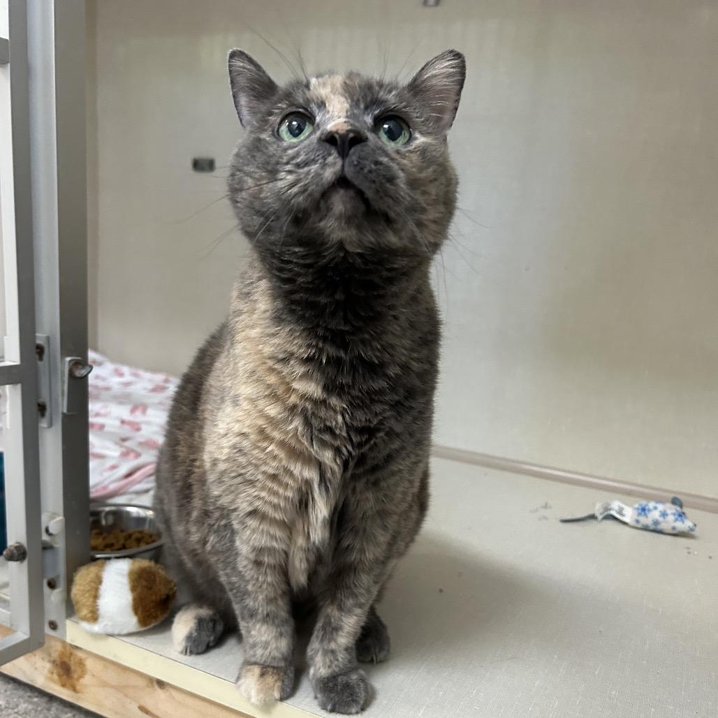Ally, a Adoptable Domestic Short Hair in Conway, NH image 3/3