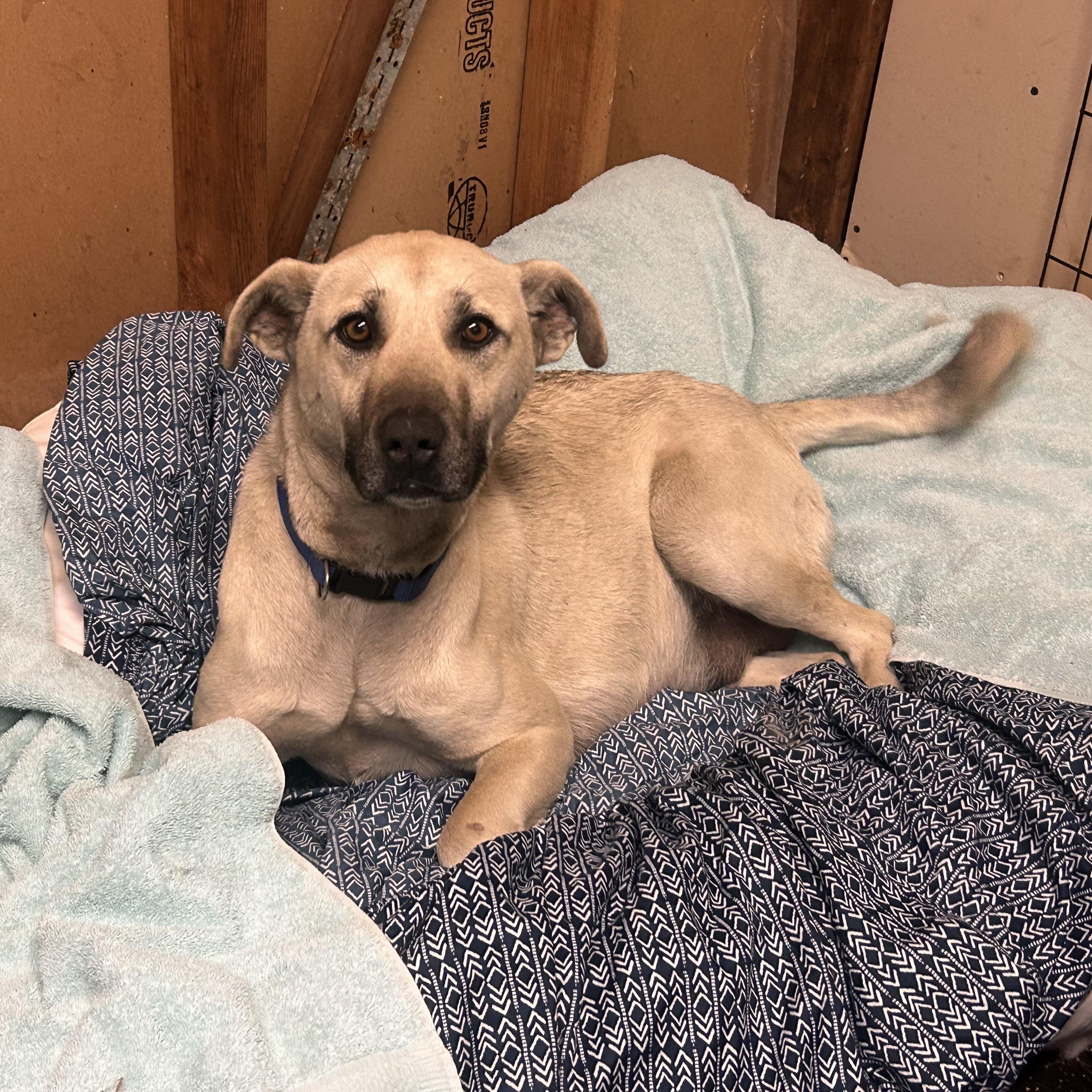 Enlarge Blaze, a ADOPTABLE mixed breed in Edmonton, AB image 2/4