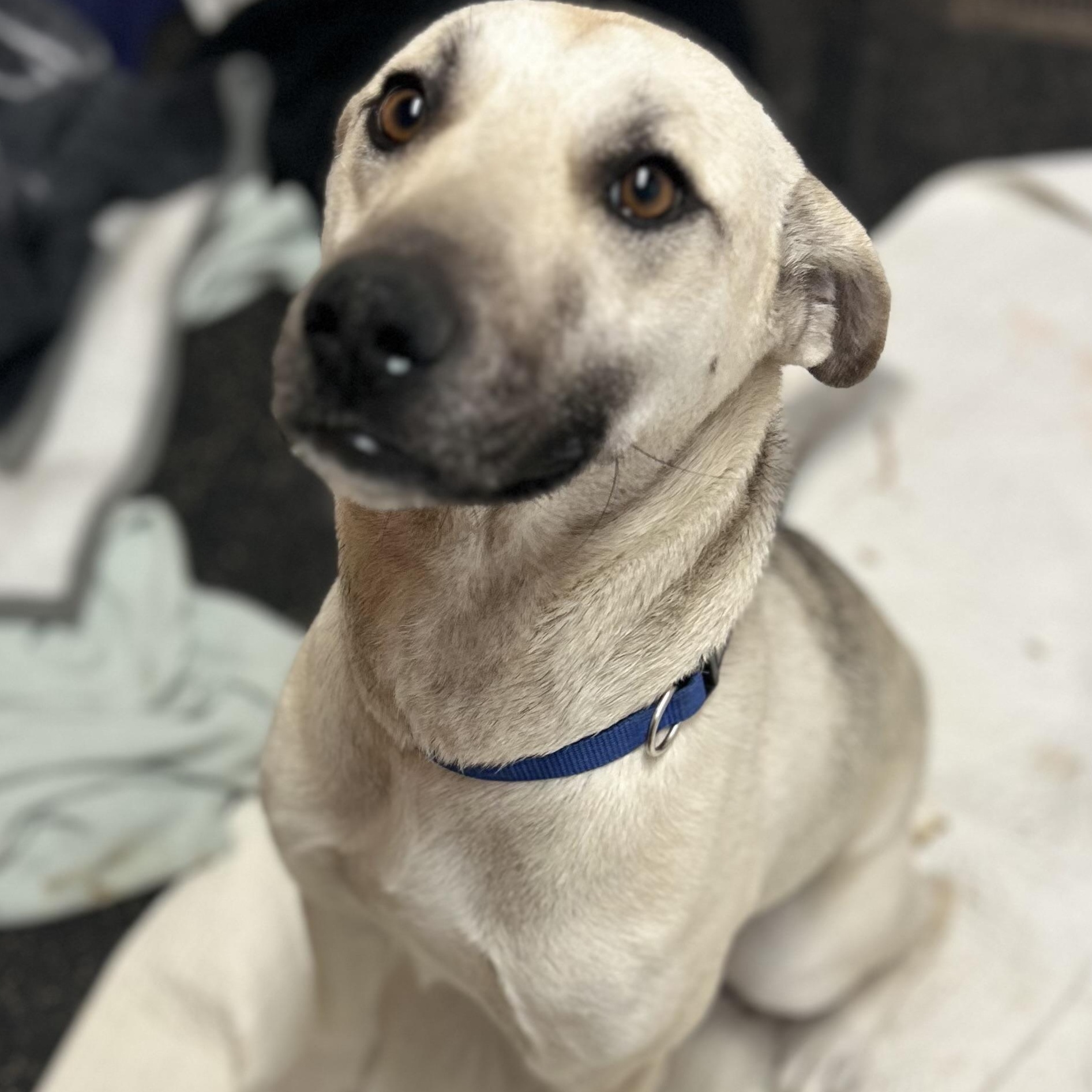 Enlarge Blaze, a ADOPTABLE mixed breed in Edmonton, AB image 1/4