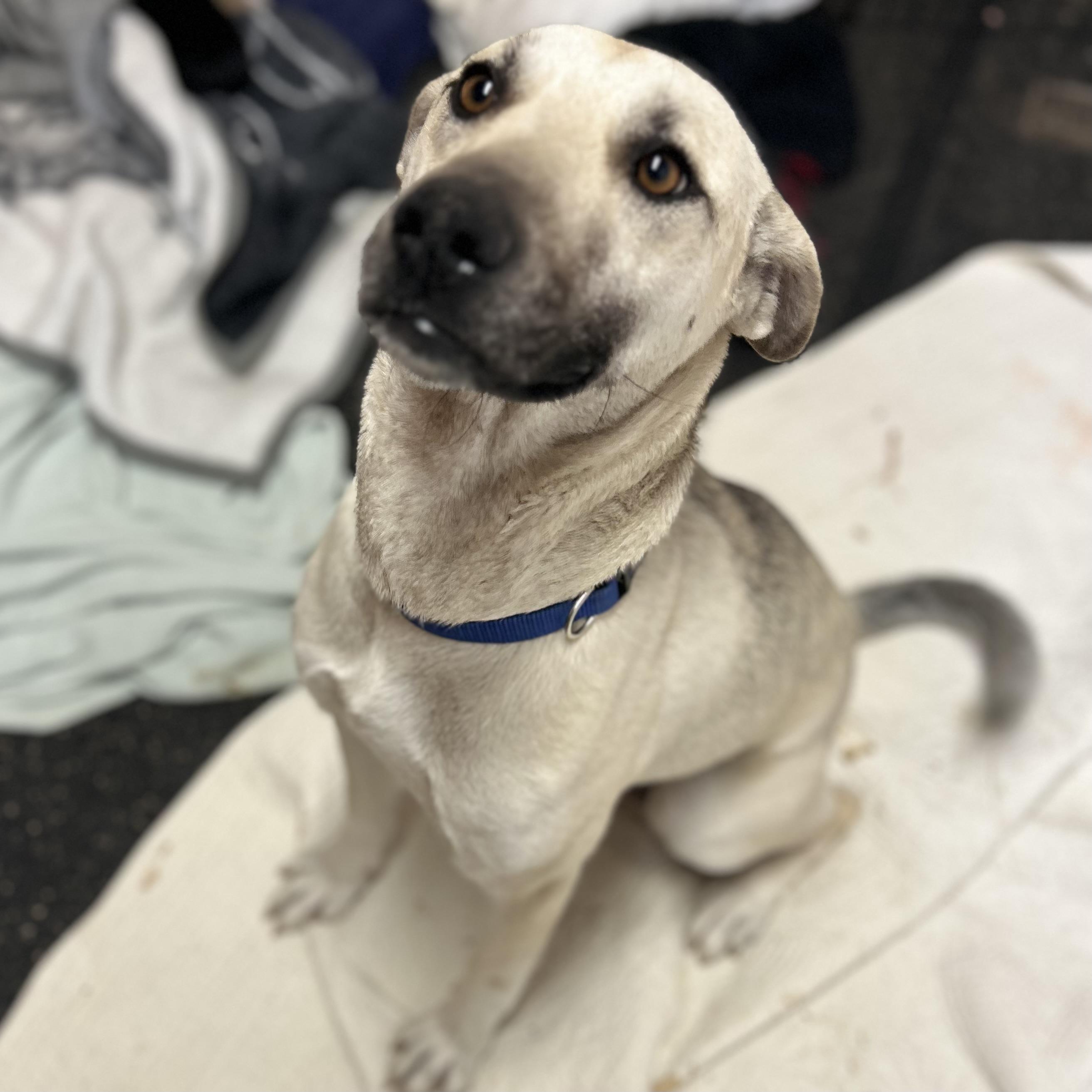 Enlarge Blaze, a ADOPTABLE mixed breed in Edmonton, AB image 4/4