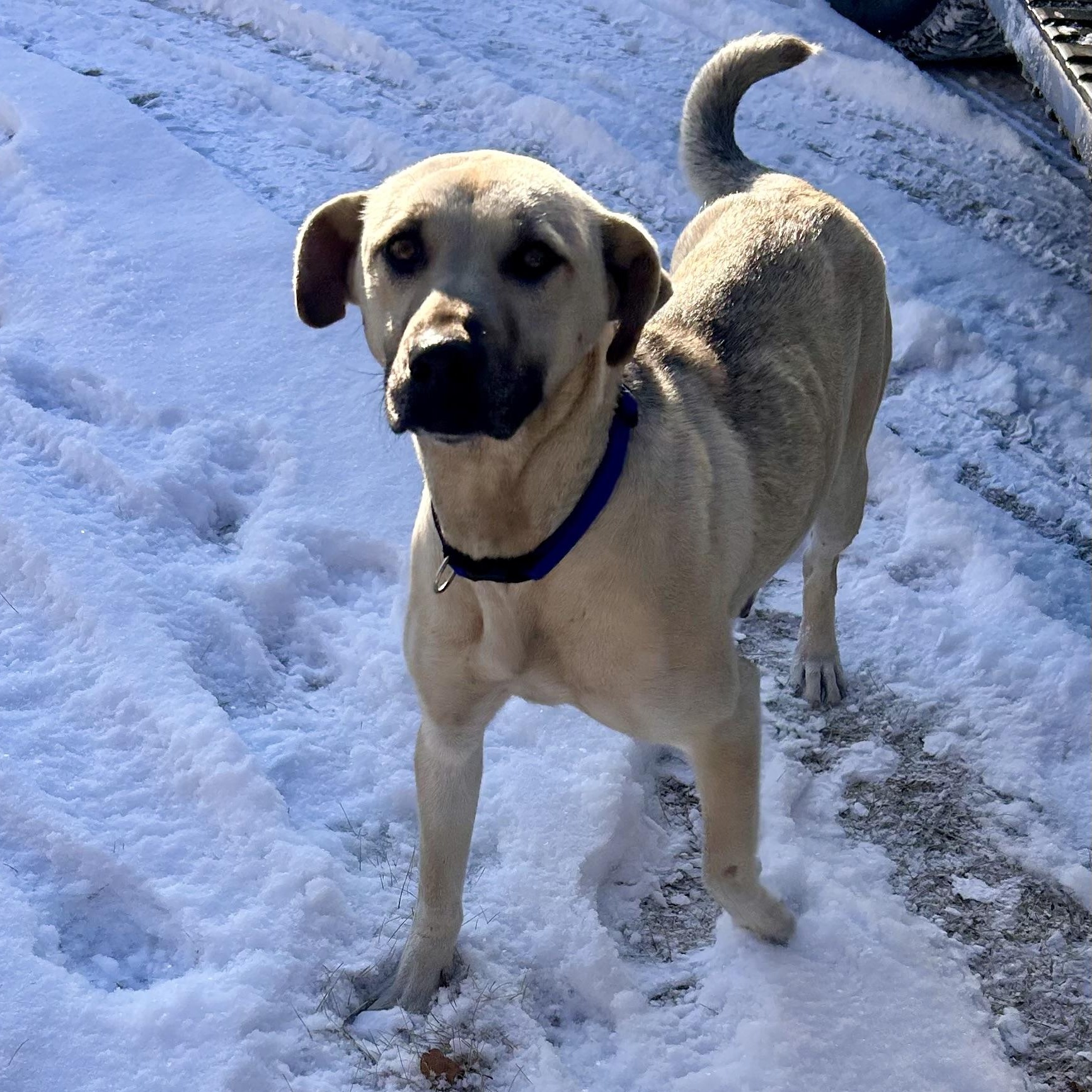 Enlarge Blaze, a ADOPTABLE mixed breed in Edmonton, AB image 3/4