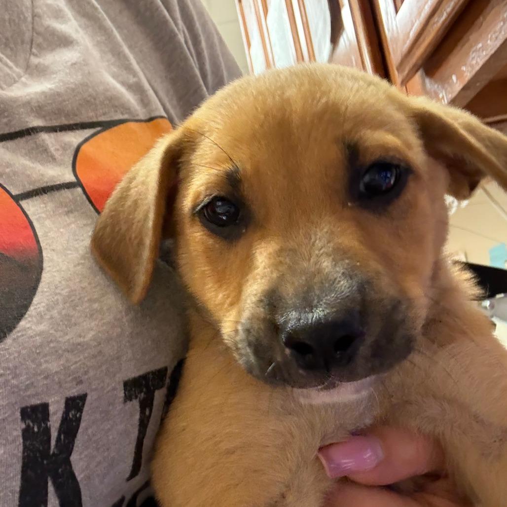 Enlarge Paisley - 052801U, a Adoptable mixed breed in Tupelo, MS image 1/1