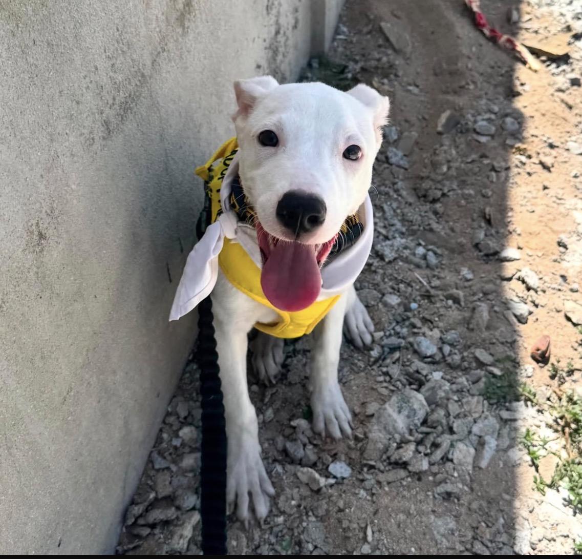Maurice, ADOPTABLE, Young Male Mixed Breed.