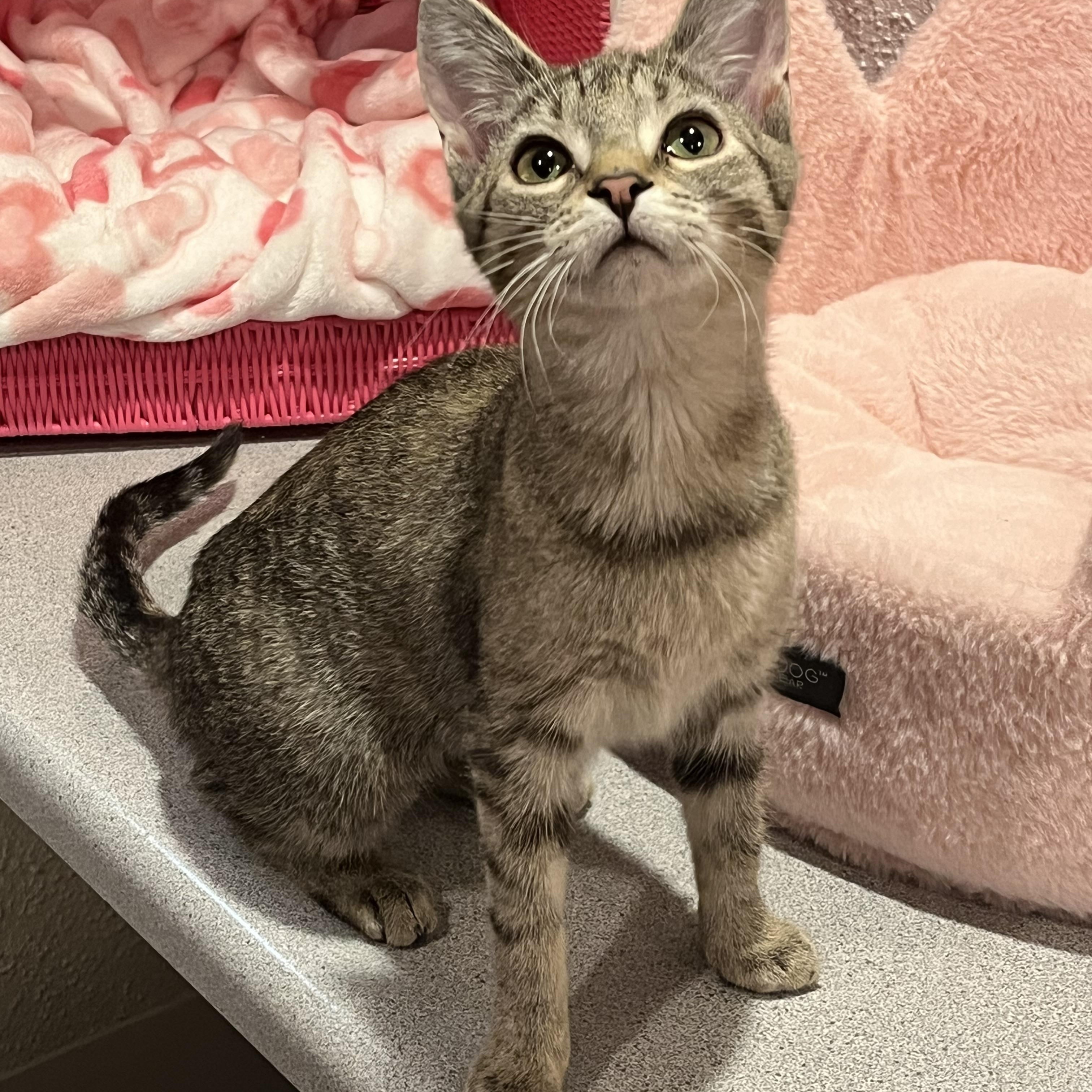 Enlarge Enid, a ADOPTABLE Domestic Short Hair in Bloomsburg, PA image 3/3