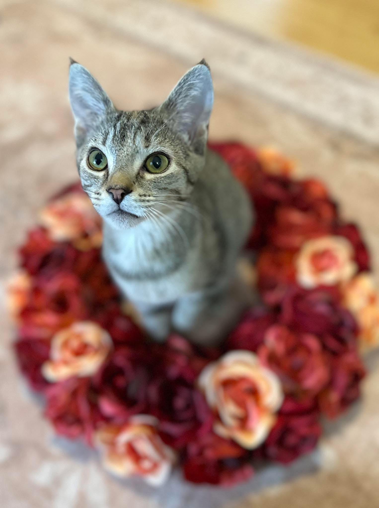 Enid, ADOPTABLE, Kitten Female Domestic Short Hair.