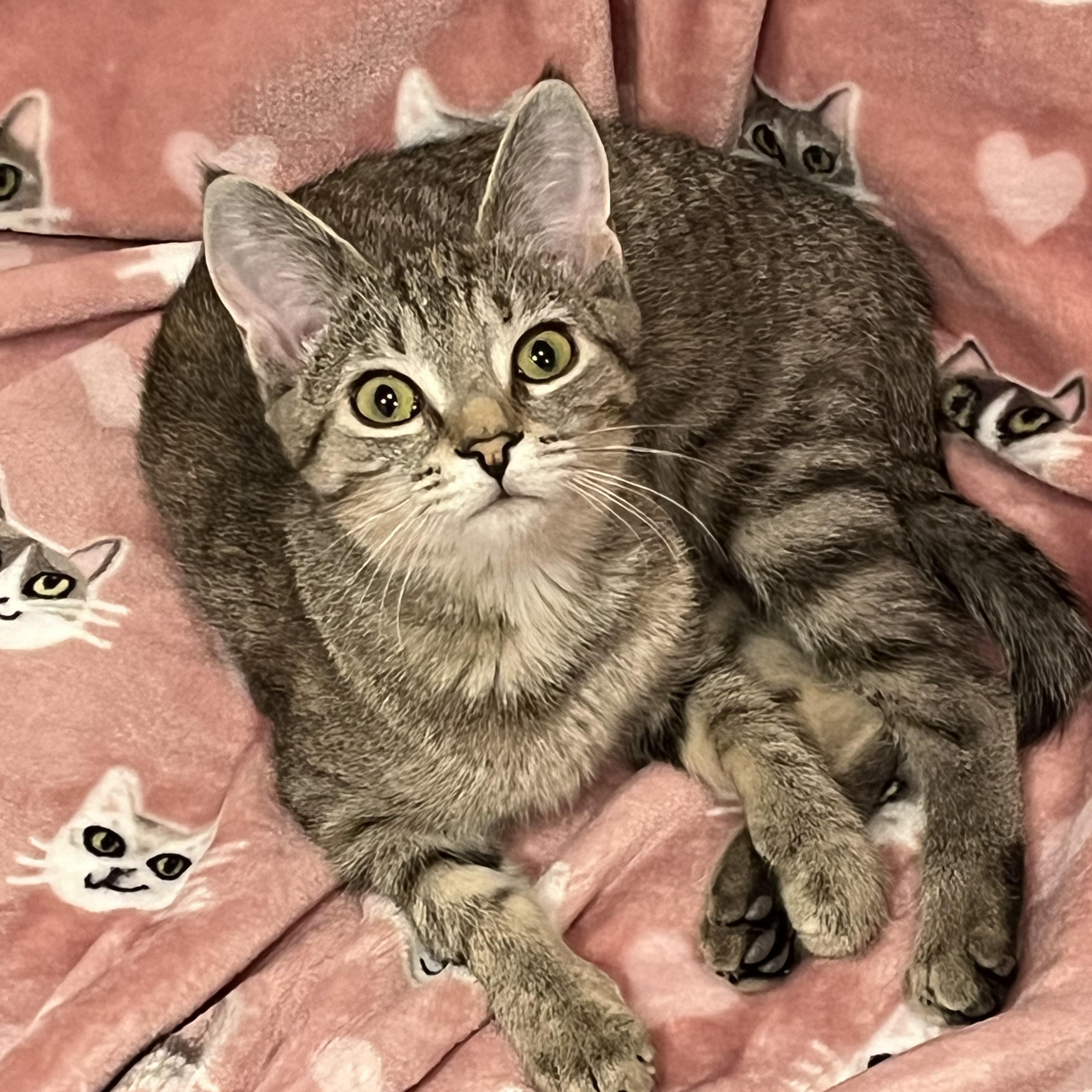 Enlarge Enid, a ADOPTABLE Domestic Short Hair in Bloomsburg, PA image 2/3