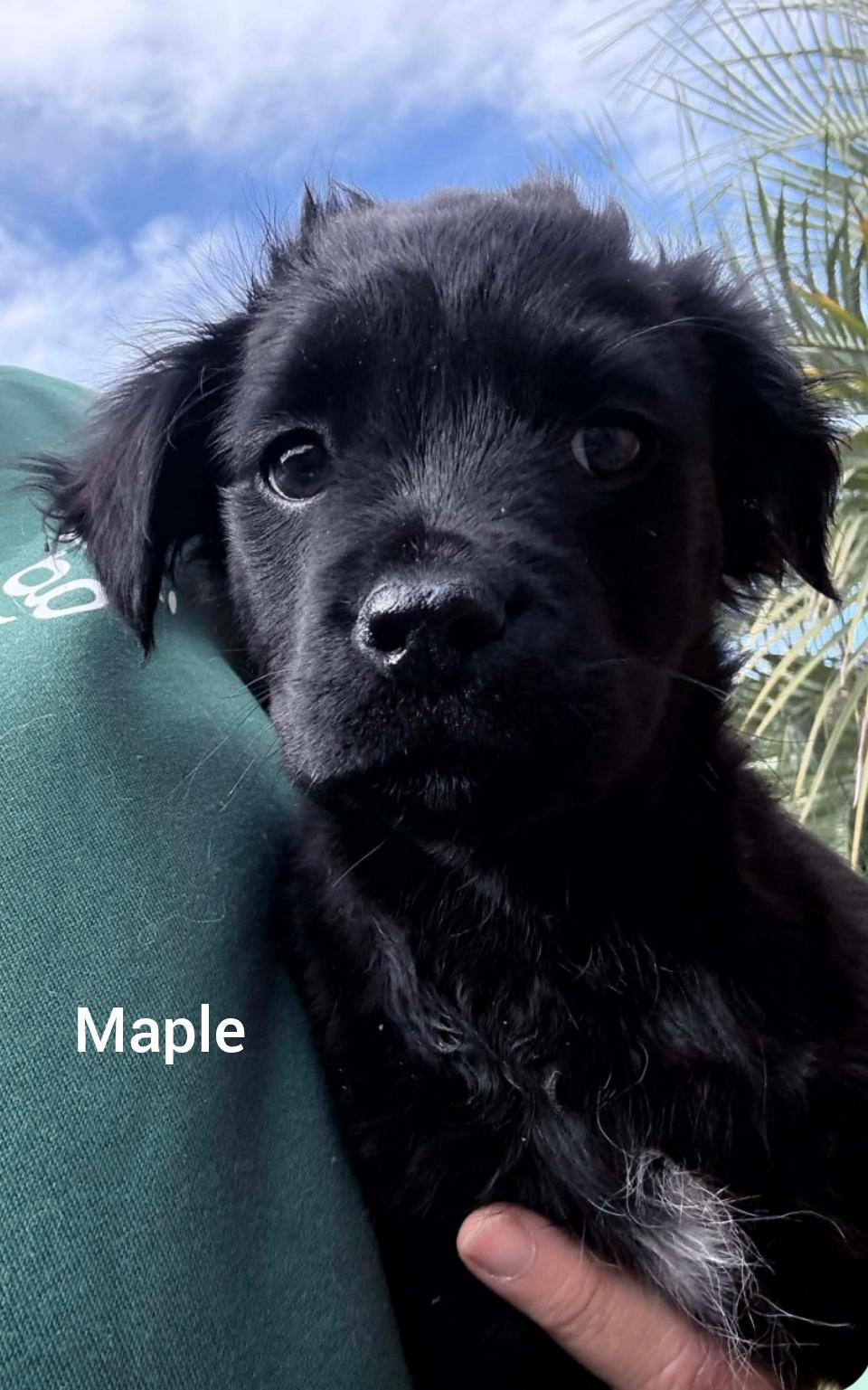 Enlarge Maple  ( Orlando Fl), a ADOPTABLE mixed breed in Orlando, FL image 1/1