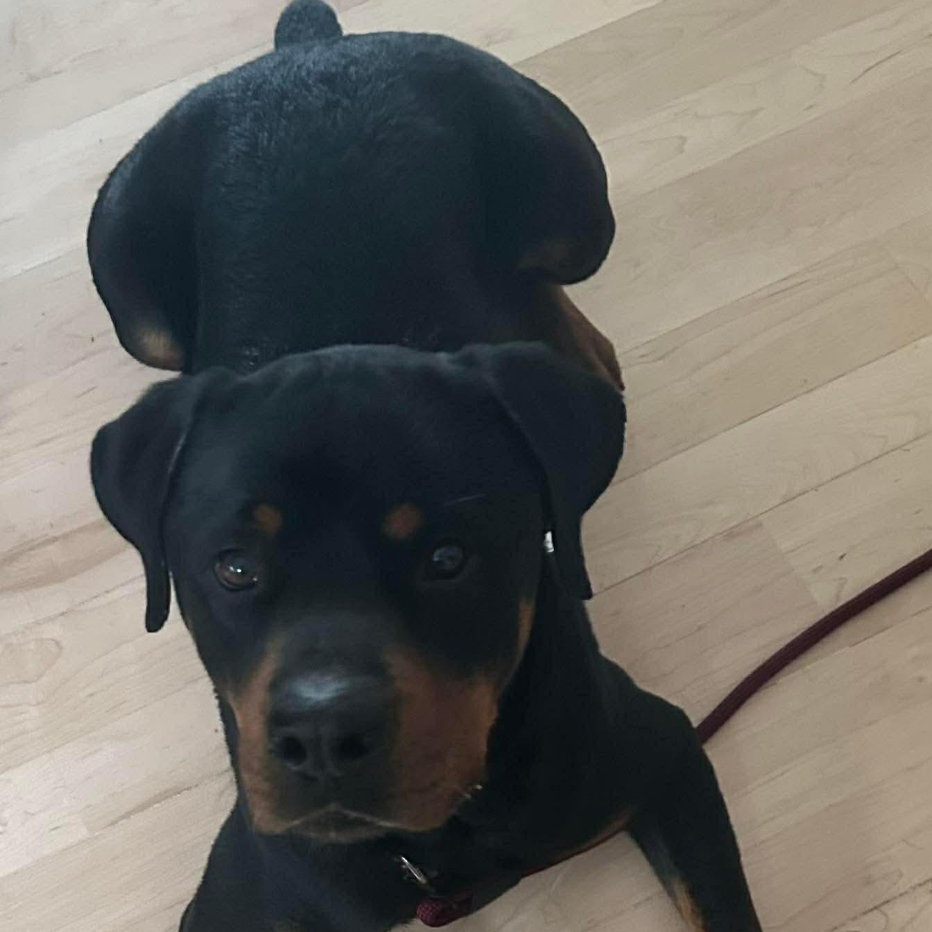 Enlarge Rex , a ADOPTABLE Rottweiler in Wando, SC image 2/6