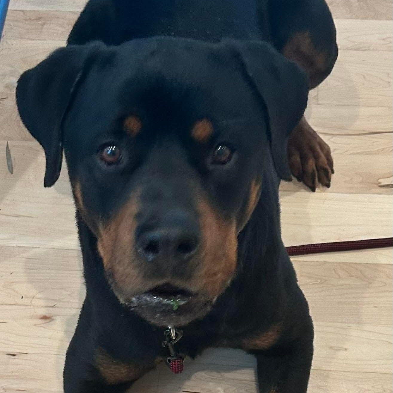 Enlarge Rex , a ADOPTABLE Rottweiler in Wando, SC image 6/6