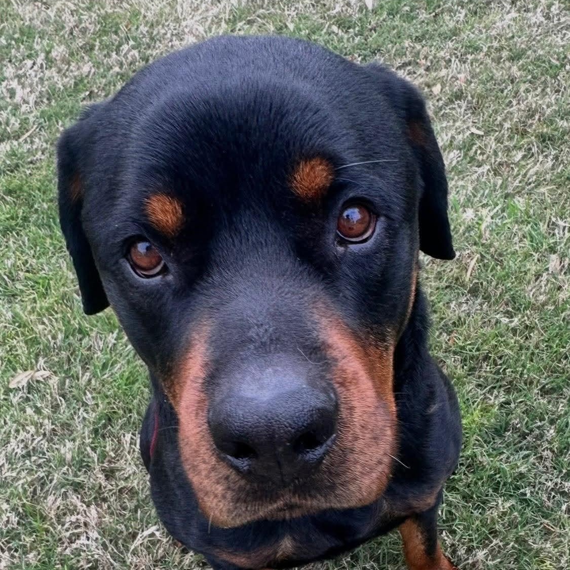 Enlarge Rex , a ADOPTABLE Rottweiler in Wando, SC image 5/6