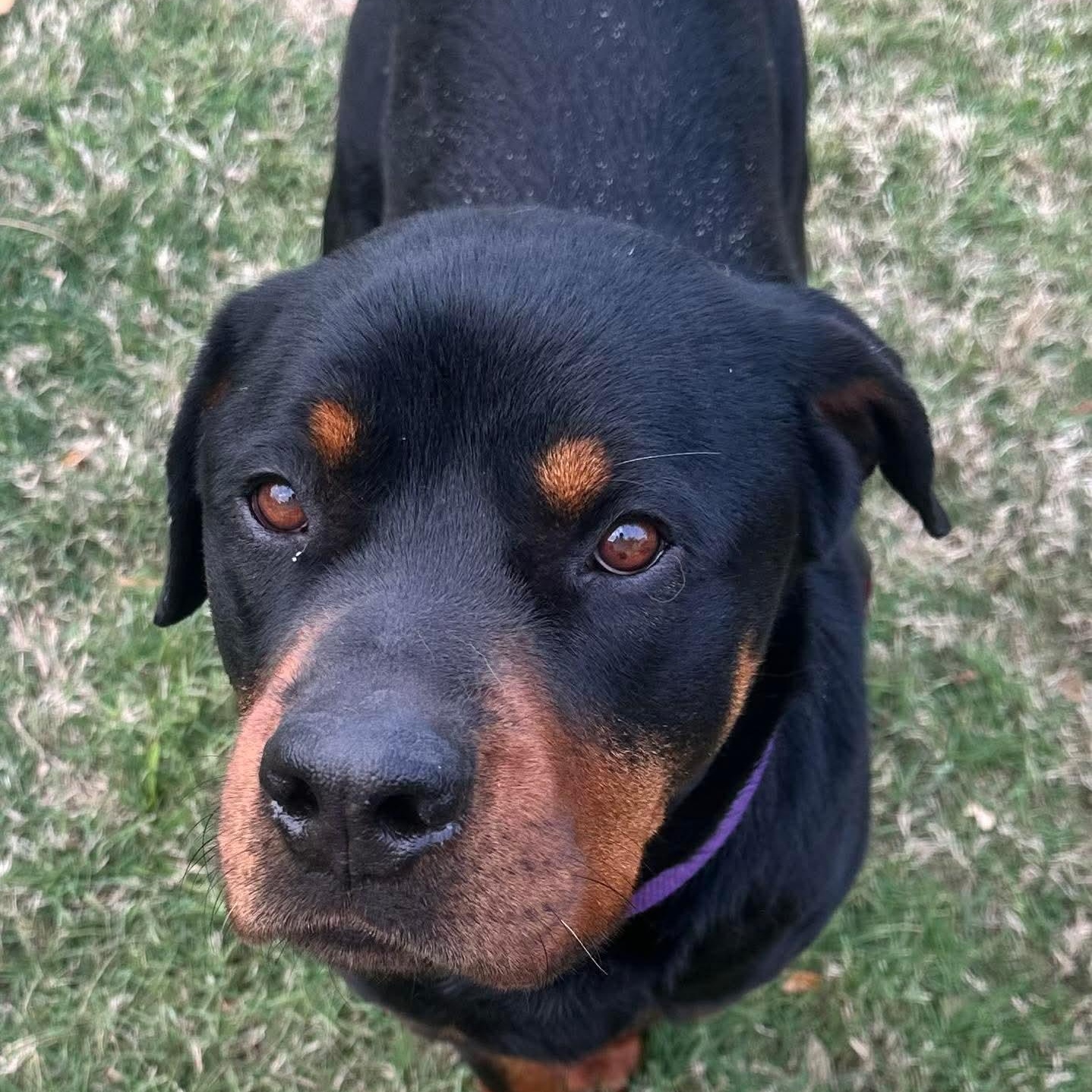 Enlarge Rex , a ADOPTABLE Rottweiler in Wando, SC image 4/6
