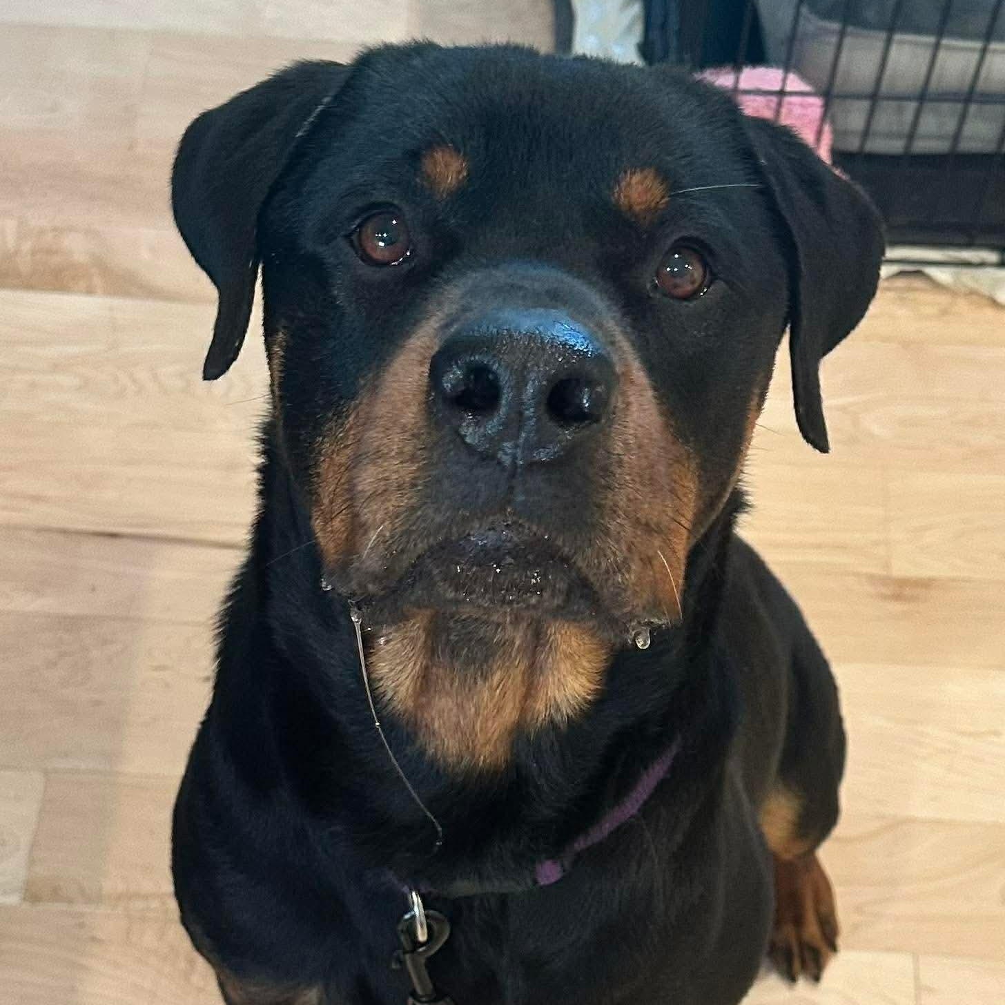 Rex , ADOPTABLE, Young Male Rottweiler.