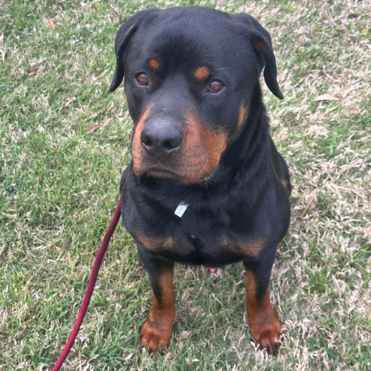 Enlarge Rex , a ADOPTABLE Rottweiler in Wando, SC image 3/6