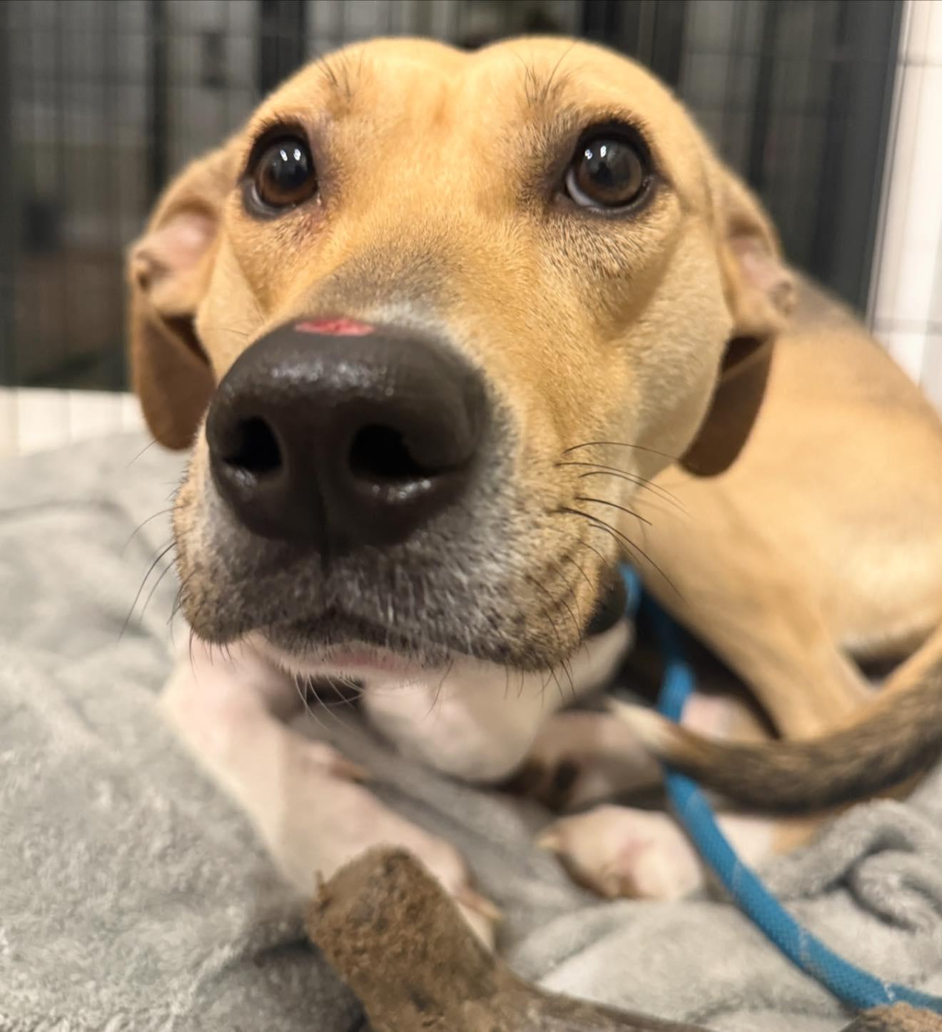 Jayden, Adoptable, Adult Female Mixed Breed.