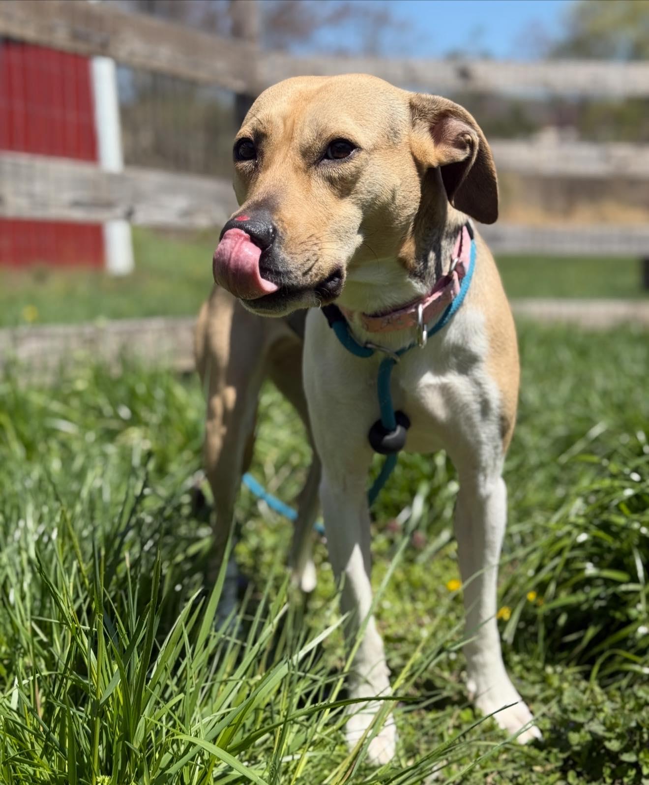 Enlarge Jayden, a Adoptable mixed breed in Perkasie, PA image 2/6