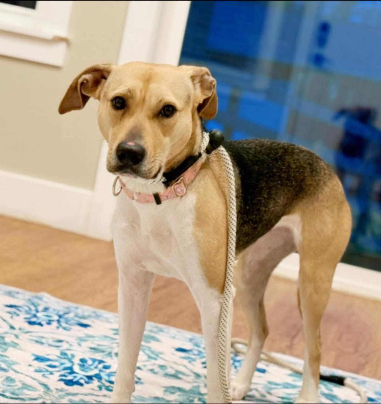 Enlarge Jayden, a Adoptable mixed breed in Perkasie, PA image 3/6