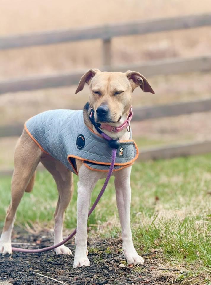 Enlarge Jayden, a Adoptable mixed breed in Perkasie, PA image 4/6
