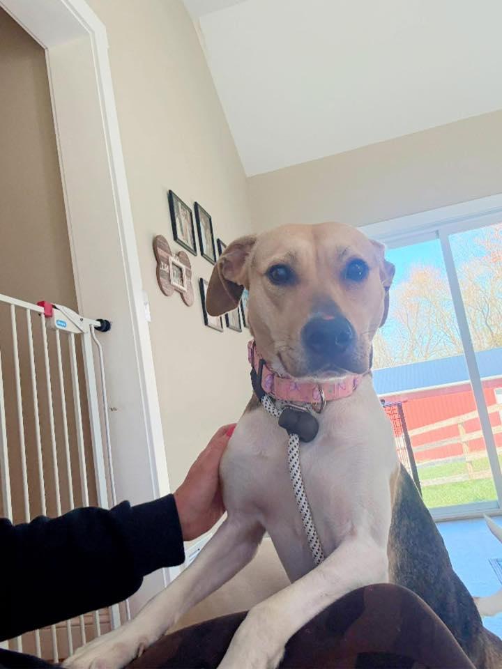 Enlarge Jayden, a Adoptable mixed breed in Perkasie, PA image 5/6