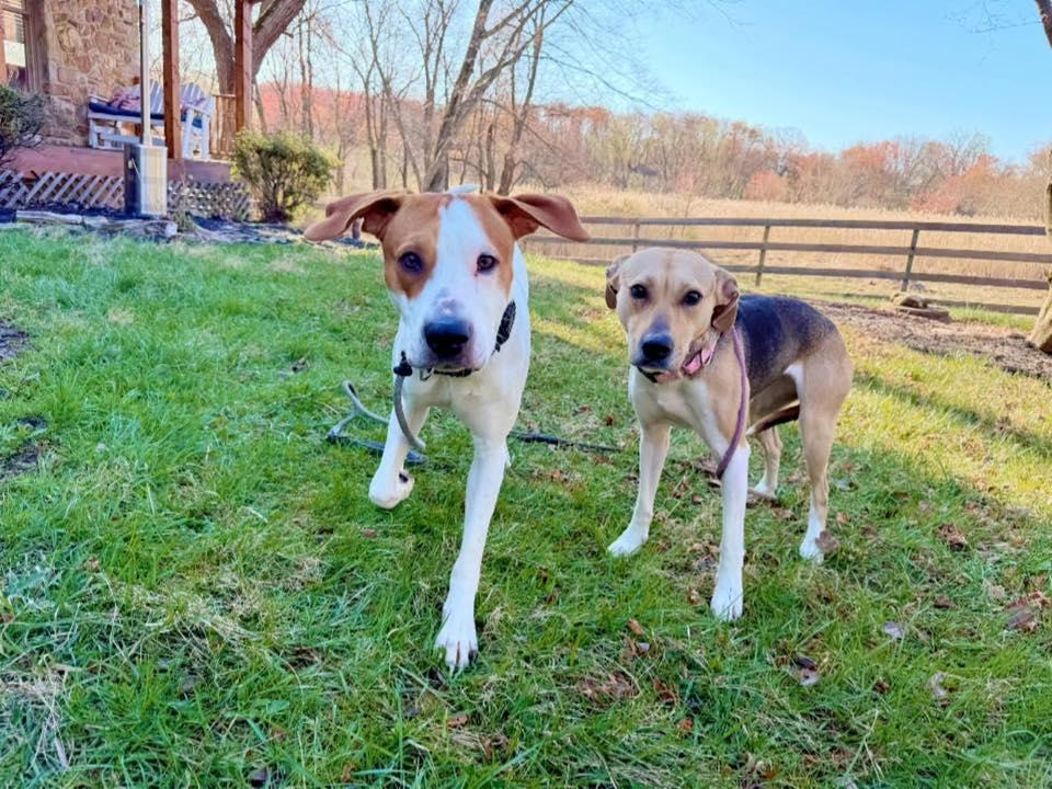 Enlarge Jayden, a Adoptable mixed breed in Perkasie, PA image 6/6