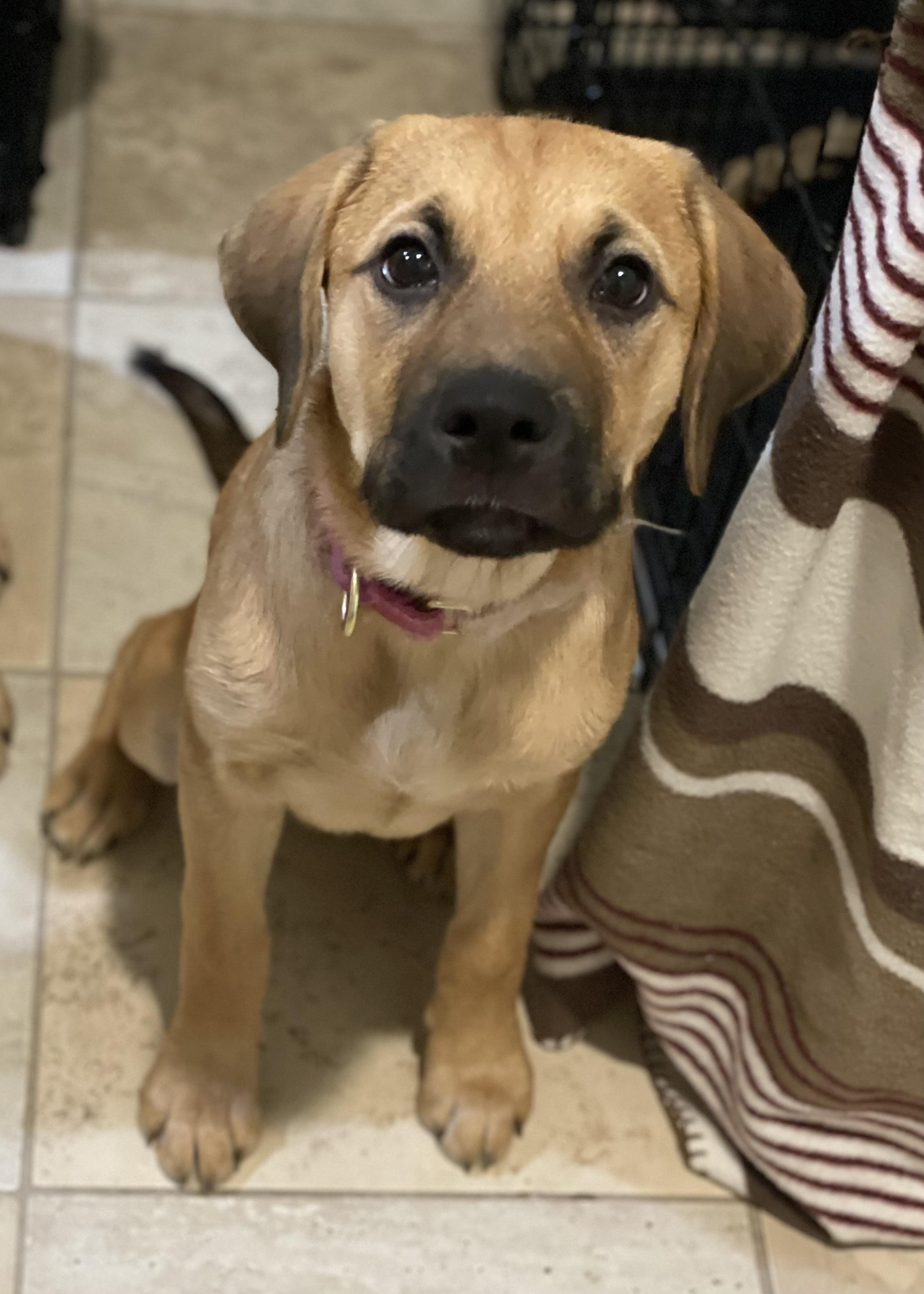 Penelope, Adopted, Puppy Female Labrador Retriever & German Shepherd Dog.