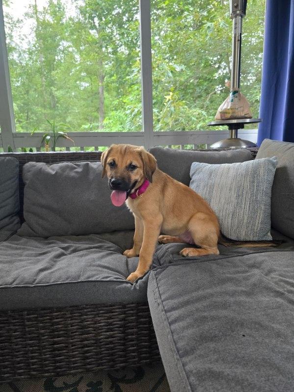 Enlarge Penelope, a Adopted mixed breed in Annandale, VA image 3/5