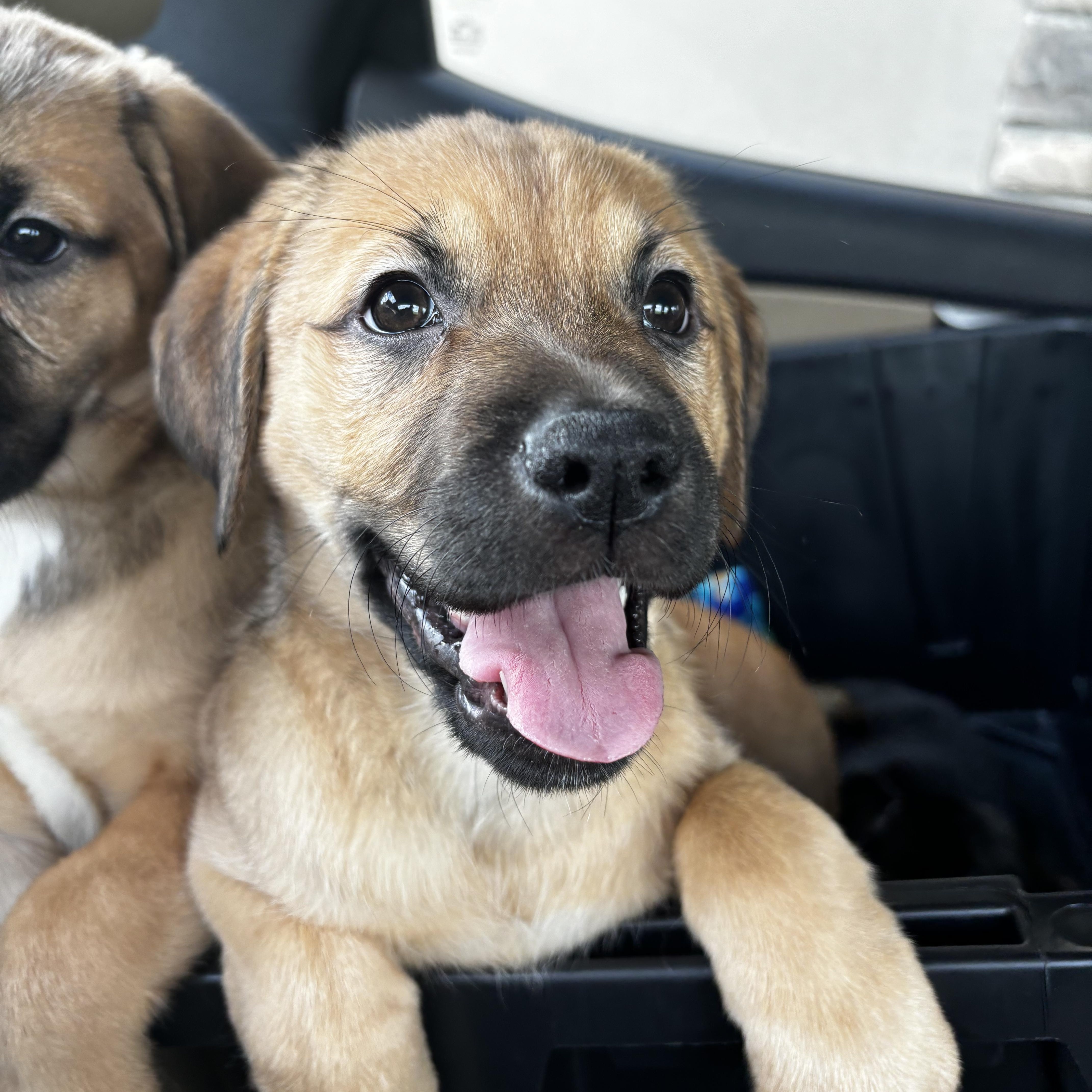 Enlarge Penelope, a Adopted mixed breed in Annandale, VA image 4/5