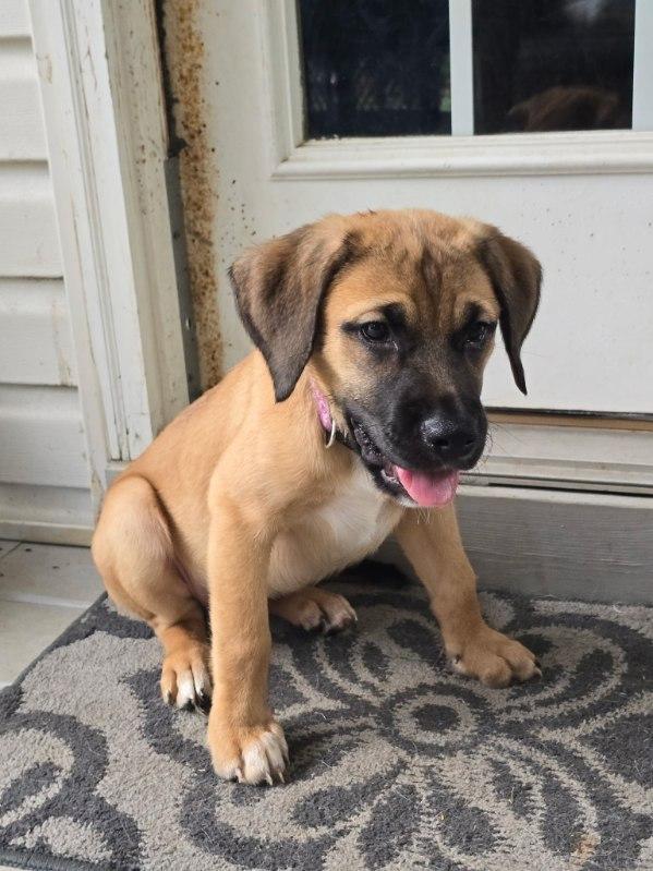 Enlarge Penelope, a Adopted mixed breed in Annandale, VA image 5/5