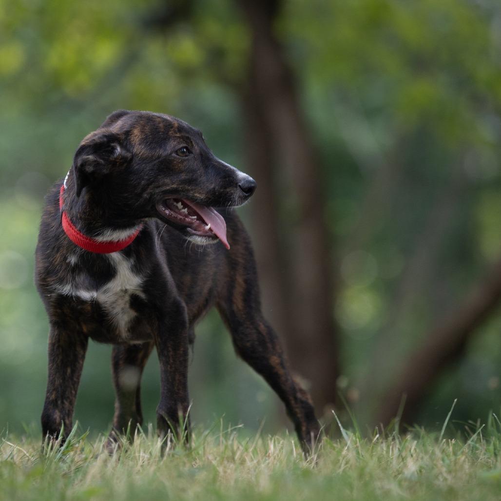Enlarge Hansel, a Adoptable mixed breed in Rossville, GA image 1/3