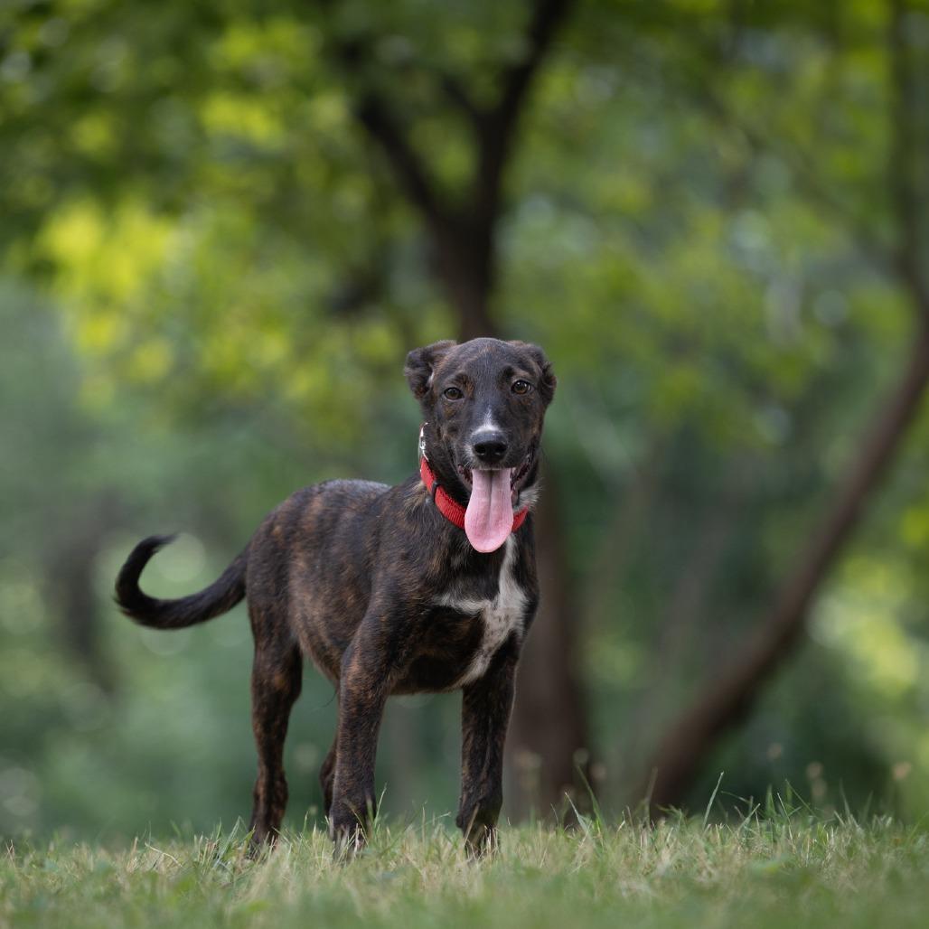 Enlarge Hansel, a Adoptable mixed breed in Rossville, GA image 2/3