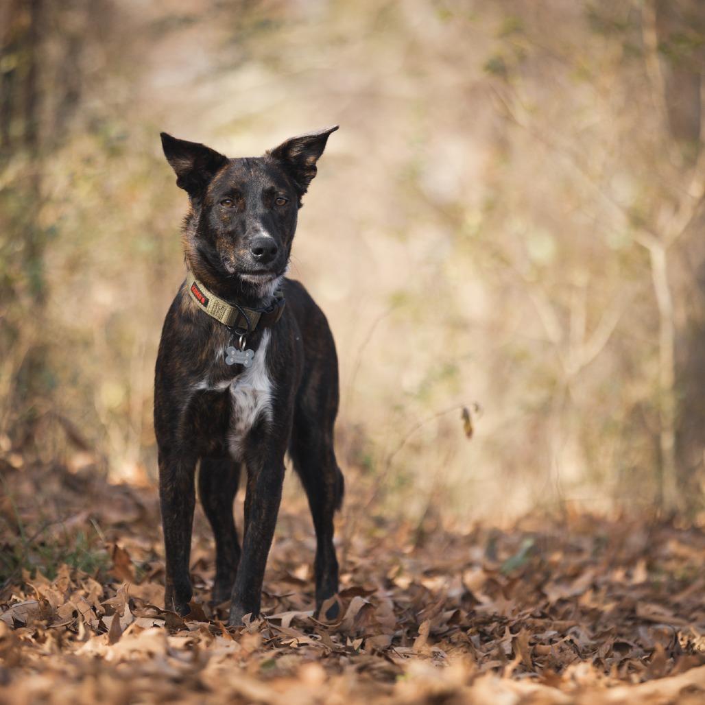 Hansel, Adoptable, Young Male Hound.