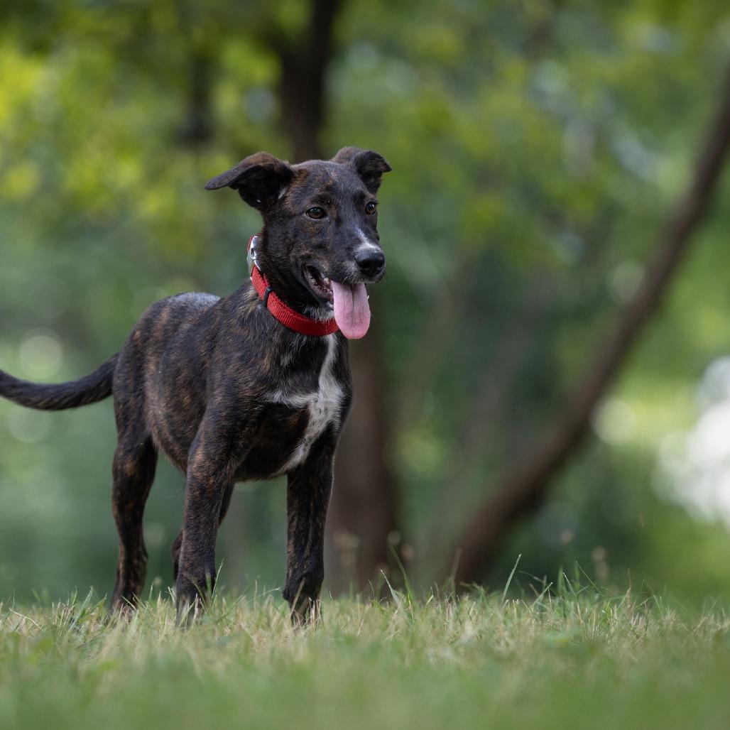 Enlarge Hansel, a Adoptable mixed breed in Rossville, GA image 3/3