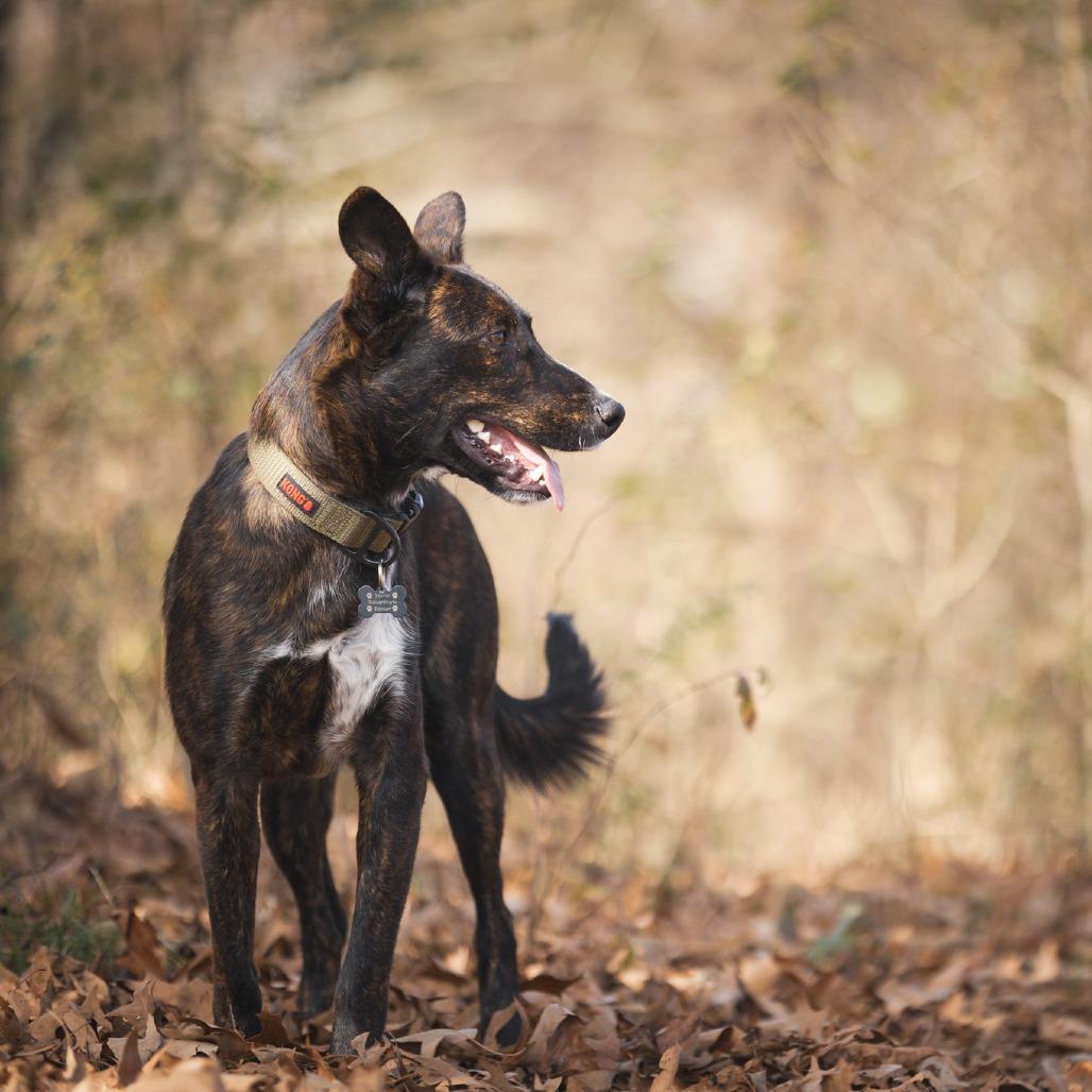 Enlarge Hansel, a Adoptable mixed breed in Rossville, GA image 2/6