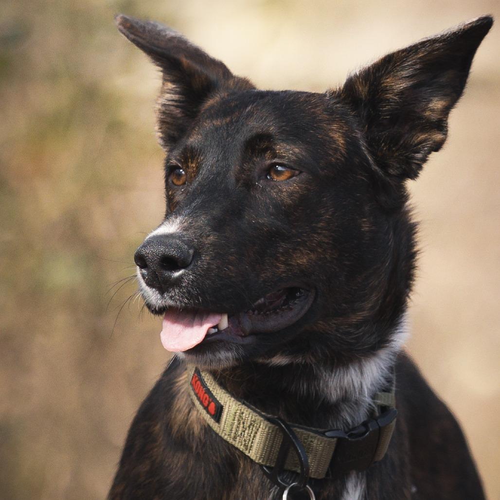 Enlarge Hansel, a Adoptable mixed breed in Rossville, GA image 3/6